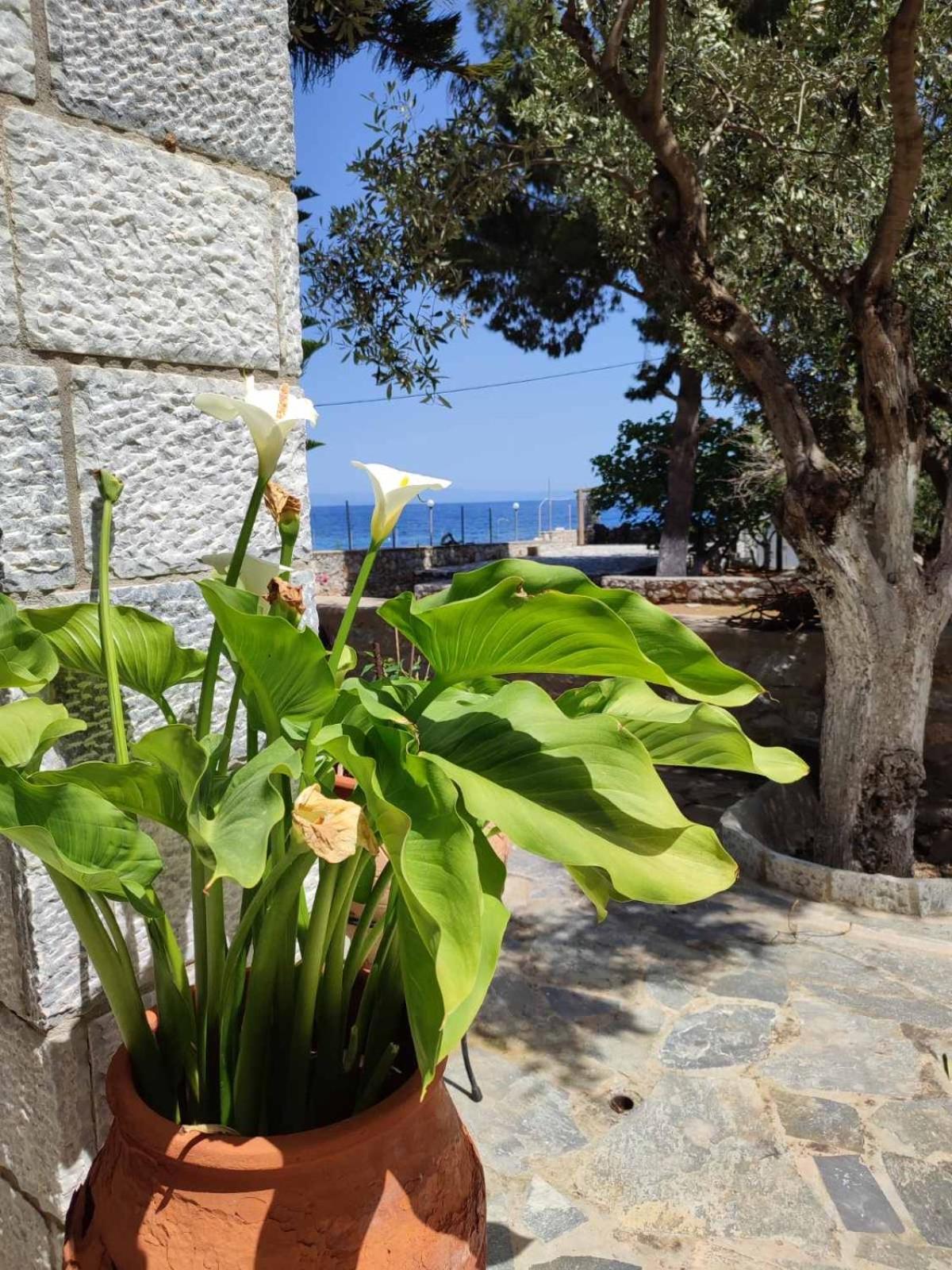Ktima Zaxarias Hotel Kokkala Exterior photo